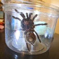 Brachypelma albopilosum [ventral sexing]