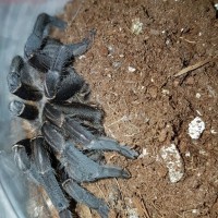 MF Cyriopagopus vonwirthi?