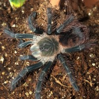 1.0 Pamphobeteus sp. ‘mascara’