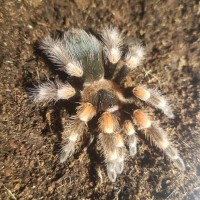 Smithi or hamorii? (Or some hybrid..)