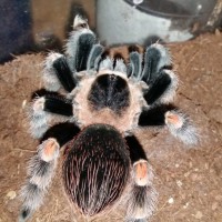 Brachypelma hamorii