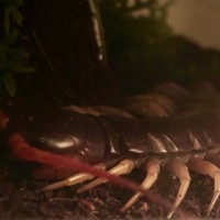 scolopendra dehaani