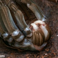 Theraphosa stirmi