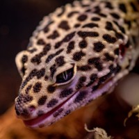 Leopard Gecko