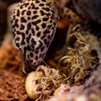 Leopard Gecko