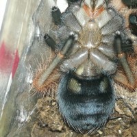 Brachypelma boehmei, after molt