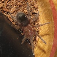 Baby Flash (♀ Grammostola pulchra 0.5")