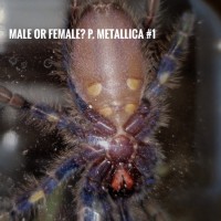 1st P. metallica trying to sex