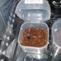 Sold as Acanthoscurria geniculata #1