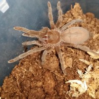 Selenotypus Platinum