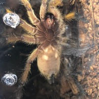 Harpactira Pulchripes