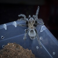 Aphonopelma hentzi Juvenile Male