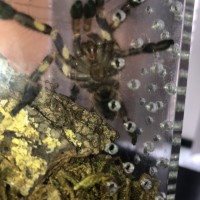 Poecilotheria Rufilata 1