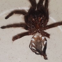 G. pulchripes