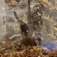 Poecilotheria metallica