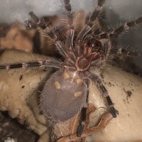 1.5 inch acanthoscurria geniculata