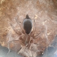 Selenotypus Champagne Robustus post-molt