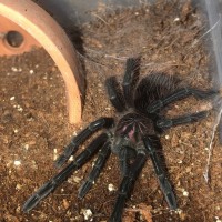 1.0 Pamphobeteus sp. ‘machala’