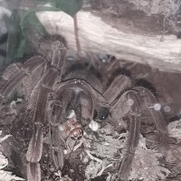 Stirmi With A Mouth Full