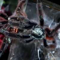 Caribena versicolor Successful Pairing