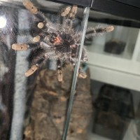 Avicularia Avicularia