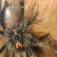 A. Avicularia