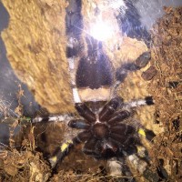 P.regalis sex?