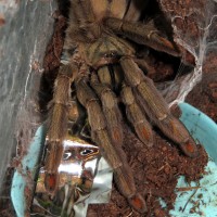 On the Hunt (♀ Psalmopoeus cambridgei 5.5") [1/3]