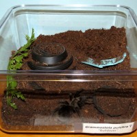 Bulldozer's Renovations (♀ Grammostola pulchra 3.5") [1/2]