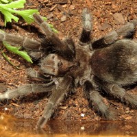 Bulldozer (♀ Grammostola pulchra 3.5")