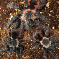 3.0 Pamphobeteus sp. ‘mascara’