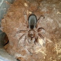 S.Champagne Robustus munching a cricket