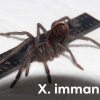 x immanis