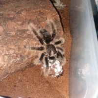 B. albopilosum