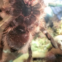 3" Brachypelma albopilosum [ventral sexing] [2/2]