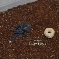 Phormictopus sp. ‘blue’