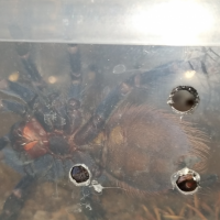 P. Sazimai male or female?