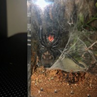 P. irminia 3' DLS