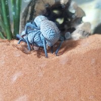 Bug sex