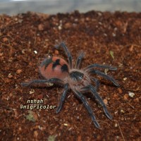 1.0 Pamphobeteus sp. ‘flammifera’