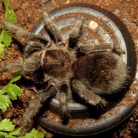 Up on the Roof (♀ Grammostola pulchra 3.5")