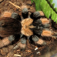 Petra (♀ Brachypelma emilia 4.5")