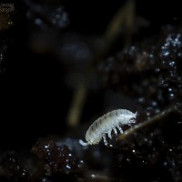 Do Your Thing, Tiny Isopod!