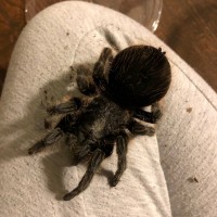 Dark Tarantula