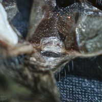 Thrixopelma sp. Cajamarca Female - 2"