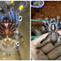 Poecilotheria metallica #1