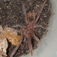 Xenesthis immanis sling
