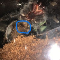 Brachypelma Vagans