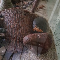 Centruroides Sculpturatus enjoying a rainy day