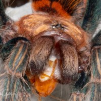 Chromatopelma cyaneopubescens sling